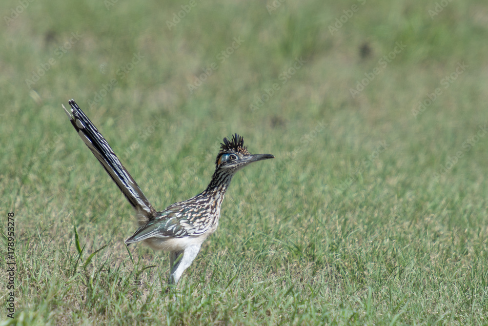 Obraz premium roadrunner