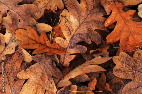 oak leaves of autumn color