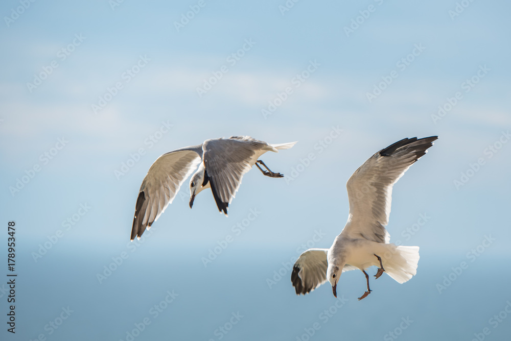 Obraz premium seagulls diving