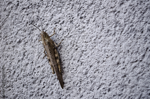 insect on the wall