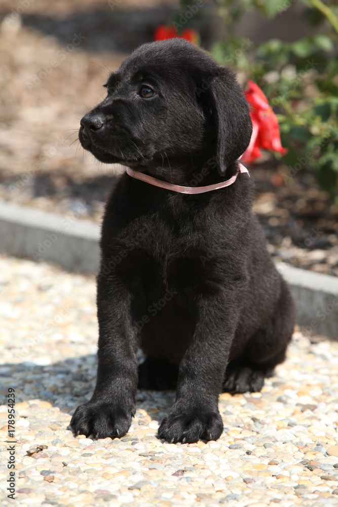 Amazing black labrador puppy