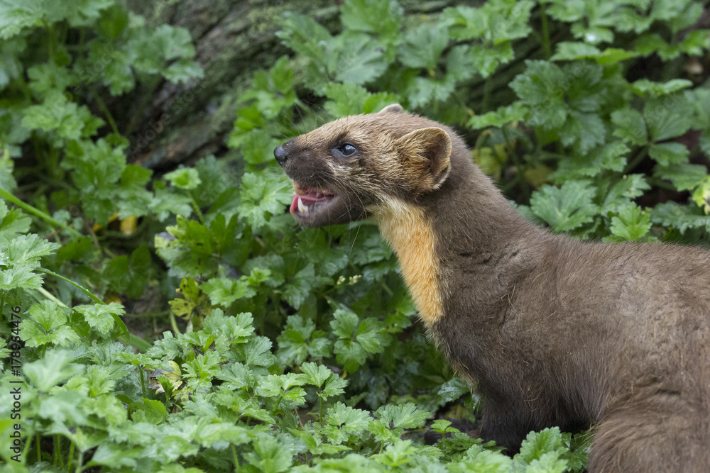 pine martin close up portrait hunting, stalking pine martin close up portrait hunting, stalking