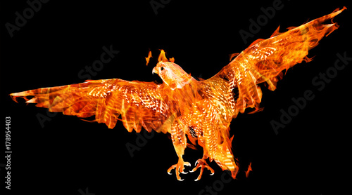 flame flying falcon on black