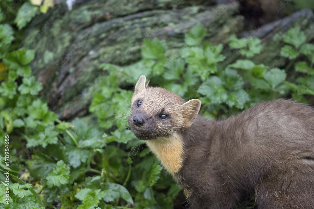 pine martin close up portrait hunting, stalking