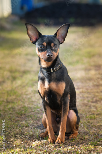 A beautiful dog, the toy terrier sits