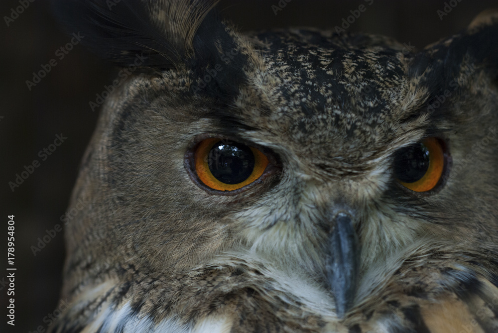 Fototapeta premium Sowa się gapi.