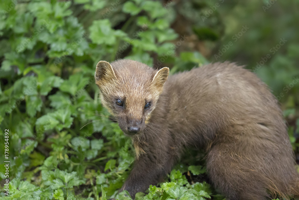 pine martin close up portrait hunting, stalking