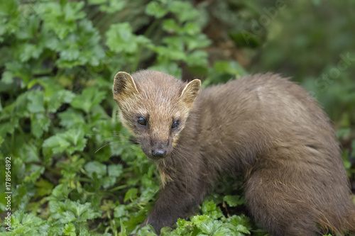 pine martin close up portrait hunting, stalking