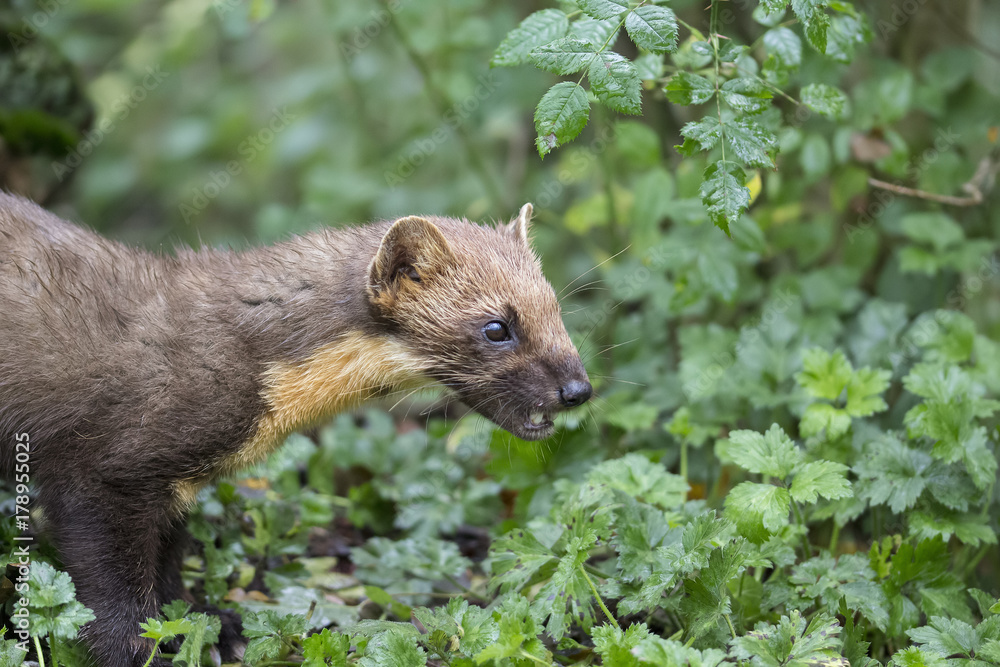 Obraz premium pine martin close up portrait hunting, stalking