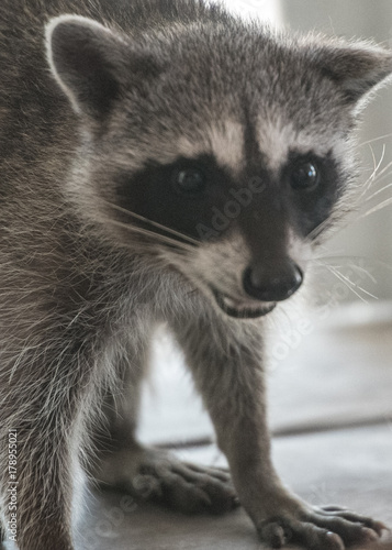 raccoon