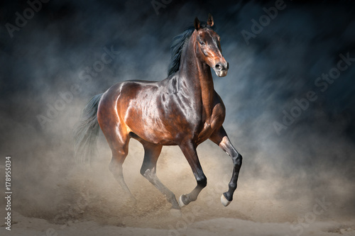 Bay stallion in dark dramatic background