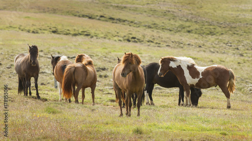 Icelandic horses © Katrien Buysse
