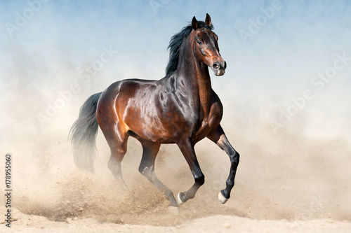 Fototapeta Naklejka Na Ścianę i Meble -  Bay stallion in sandy dust