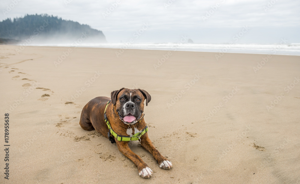Happy Boxer dog lying on the beach with waves in the background