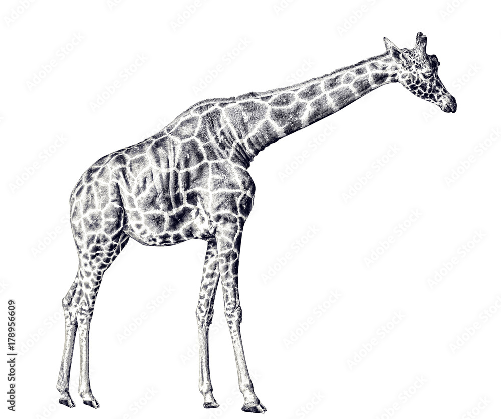 Giraffe Biro Drawing | Giraffe drawing, Giraffe art, Biro drawing