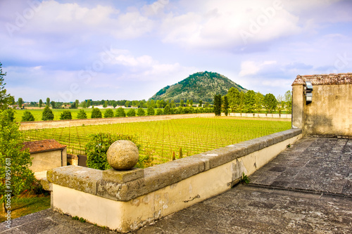 euganean hills praglia vineyard - Padua - Veneto - Italy photo