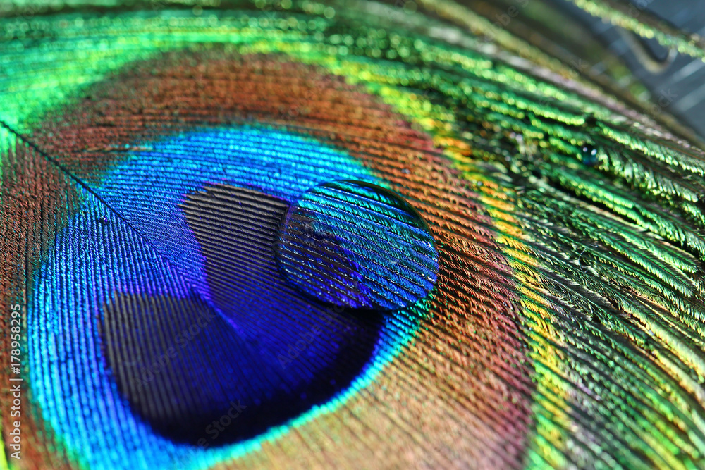 Obraz premium Peacock feather background