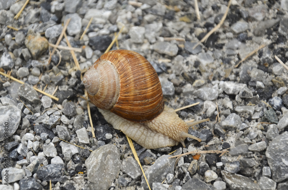 Snail with its shell passing by on the grey hard gravel Snail with its shell passing by on the grey hard gravel