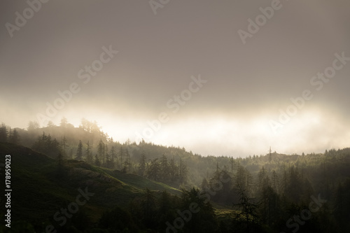 Warm golden colored and soft light striking the pine forest at Lake District England