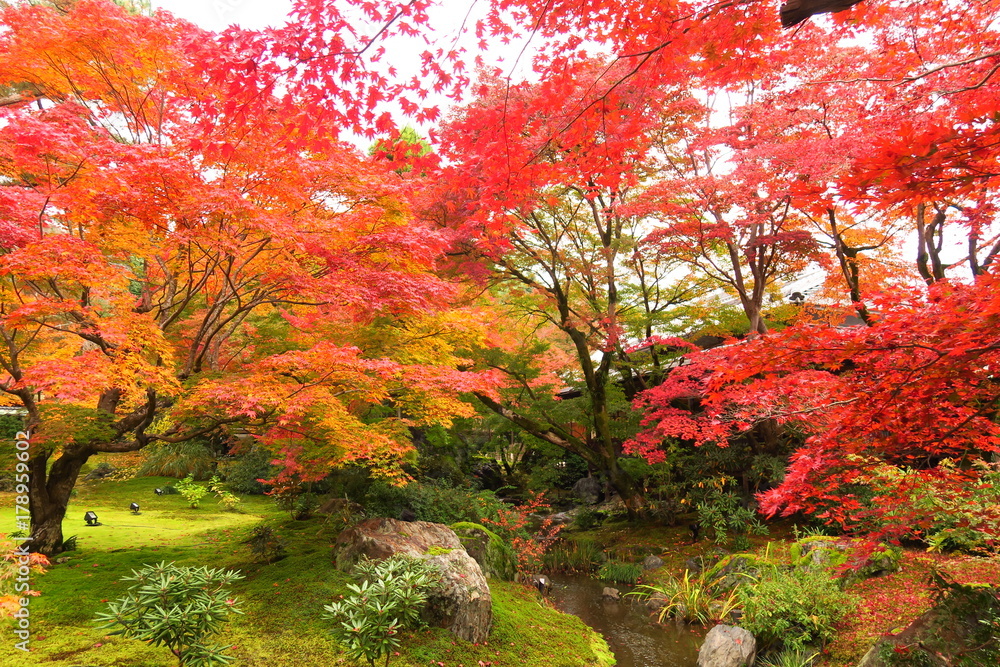 Fototapeta premium 京都嵐山宝厳院の紅葉