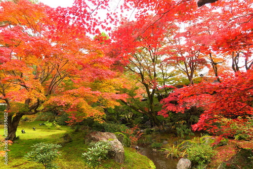 京都嵐山宝厳院の紅葉
