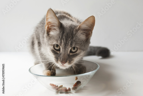Cute grey cat eats dry food on white background greedily. A small short-haired gray six-month-old kitten. © Ira Kozhevnikova