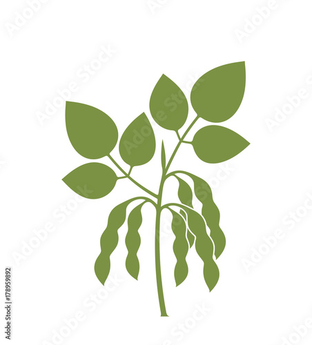 Soybean silhouette. Isolated soybean on white background