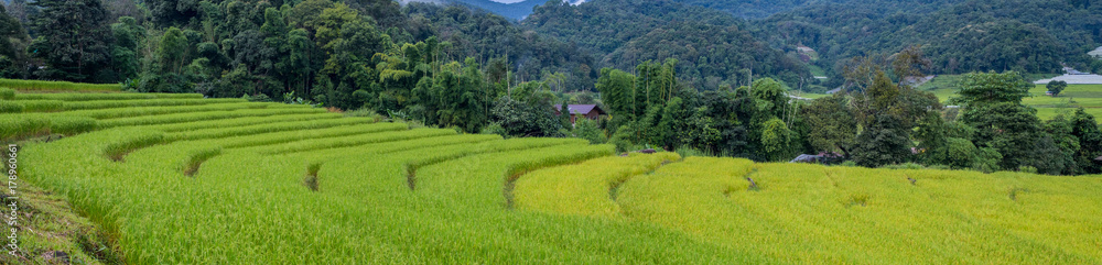 Panorama farm atmosphere A pretty green and yellow gold.