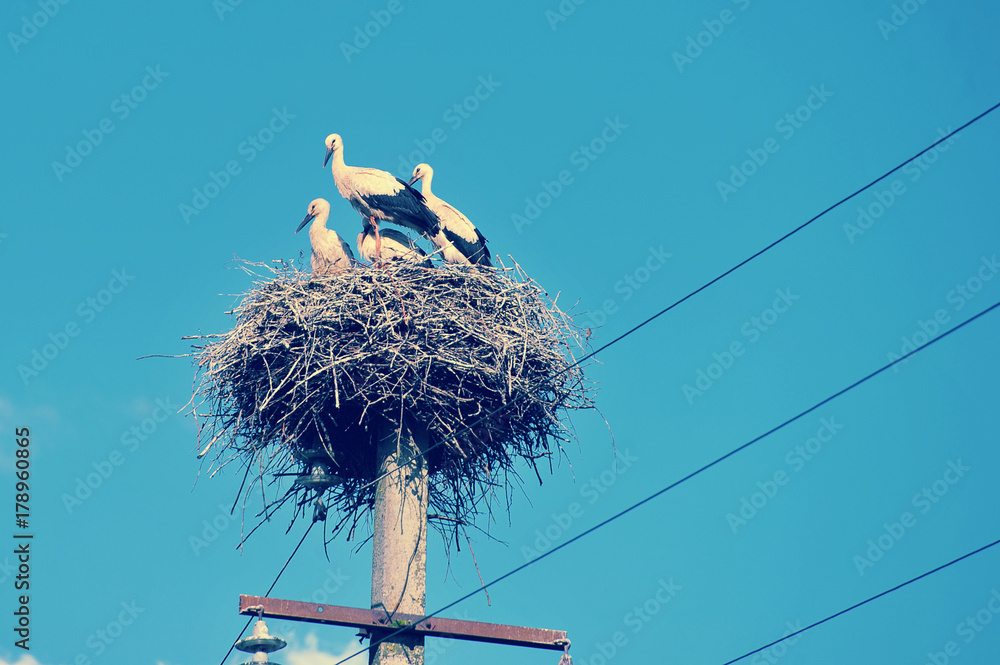 Fototapeta premium family of storks sitting in a nest