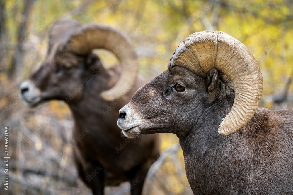 Bighorn Sheep Rams 
