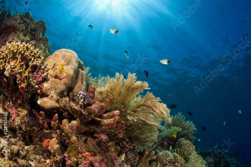 Fototapeta Naklejka Na Ścianę i Meble -  Coral reef in Manado, Indonesia