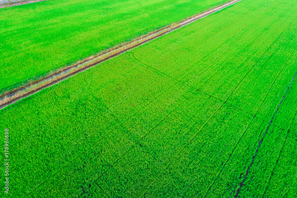 Rice planttion field aerial shot from drone