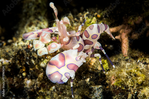 Harlequin shrimp in the Lembeh Strait, Indonesia