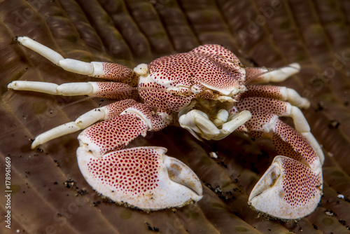 Porcelain crab in an anemone