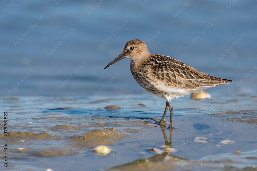 Dunlin (calidris alpina) at low tide looking for shells and sea worms Dunlin (calidris alpina) at low tide looking for shells and sea worms