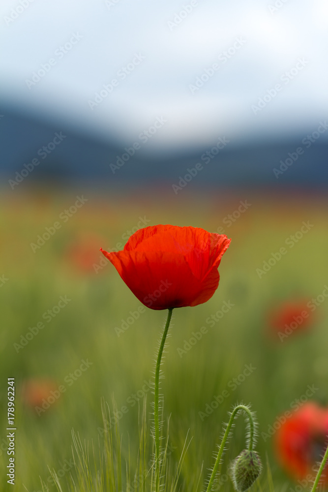 Obraz premium Red flower