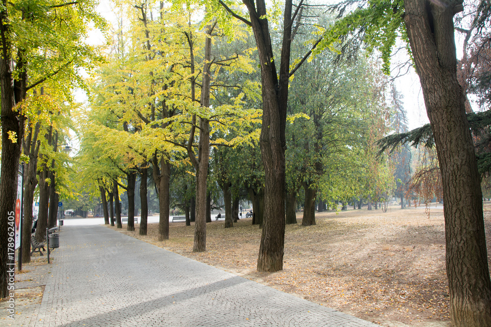 road with trees in autumn