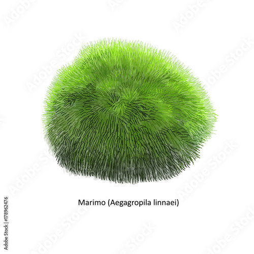 Aegagropila linnaei, known as Marimo, Ball seaweed, Cladophora ball, Lake ball, Mossimo or Moss Balls, species of filamentous green algae (Chlorophyta). Hand drawn vector illustration, isolated