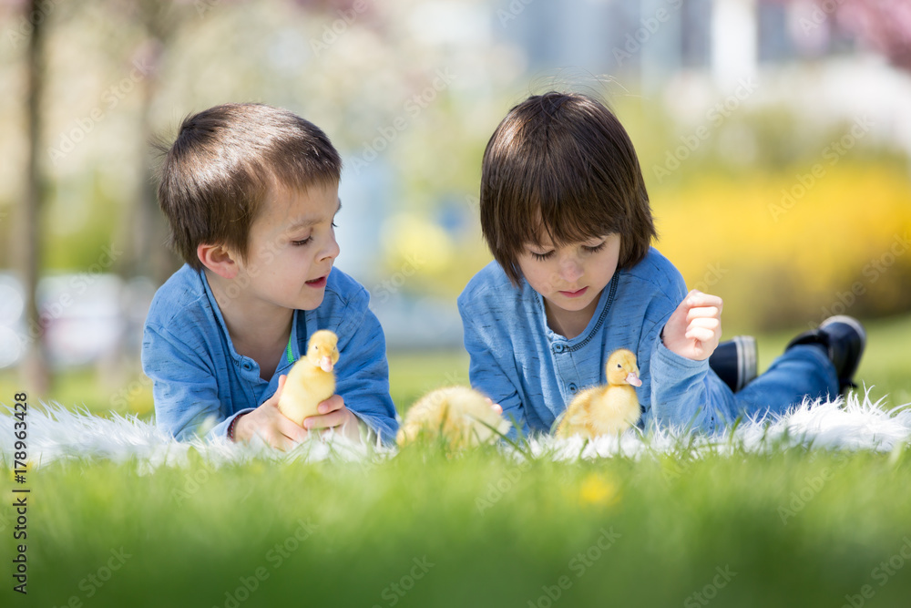 Cute little children, boy brothers, playing with ducklings springtime Cute little children, boy brothers, playing with ducklings springtime