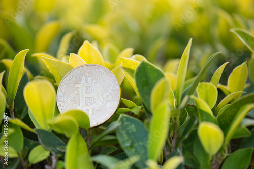 bitcoin on green leaf. concept of digital currency