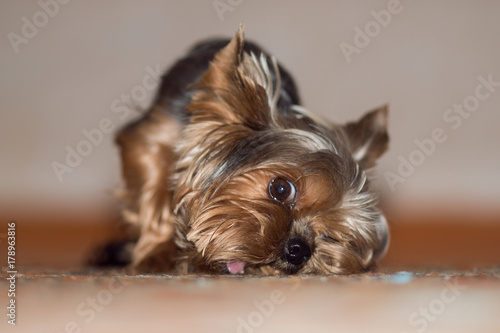Fotografie the little dog eats deliciously
