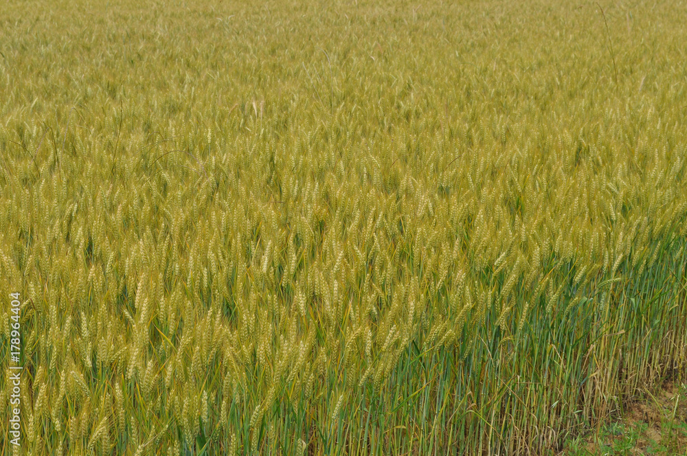 field of wheat corn background field of wheat corn background