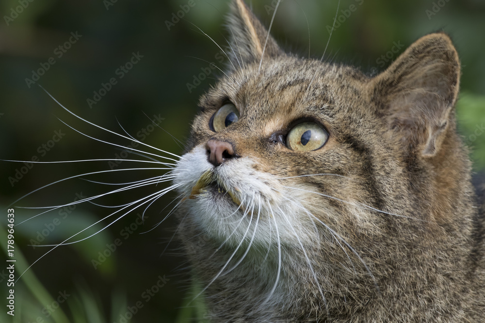 Scottish highland wildcat portrait while stalking, hunting expression Scottish highland wildcat portrait while stalking, hunting expression