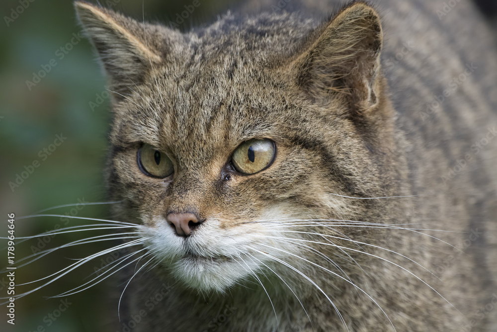 Scottish highland wildcat portrait while stalking, hunting expression