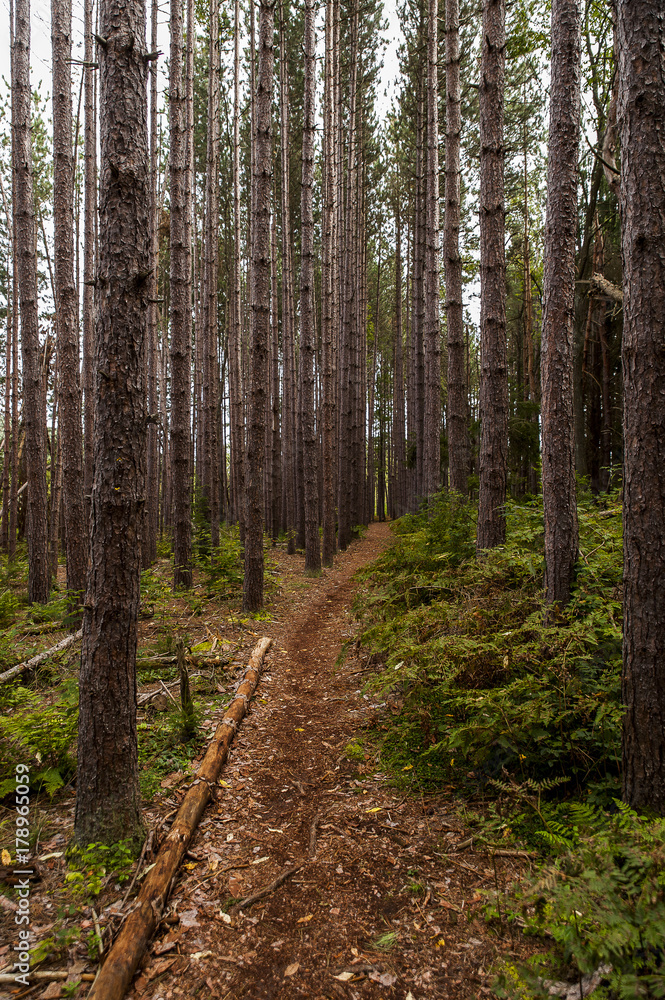Obraz premium Well Worn Hiking Trail - Cranesville Swamp - West Virginia