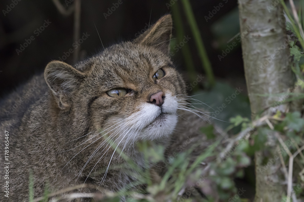 Scottish highland wildcat portrait while stalking, hunting expression