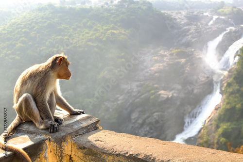 Monkey posing on Shimsa falls, India photo