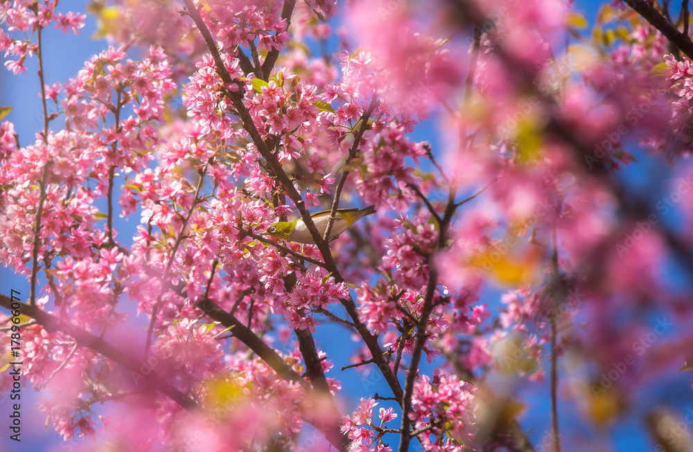 Cherry Blossom and sakura at Doi Ang Khang in Chiang Mai , Thailand