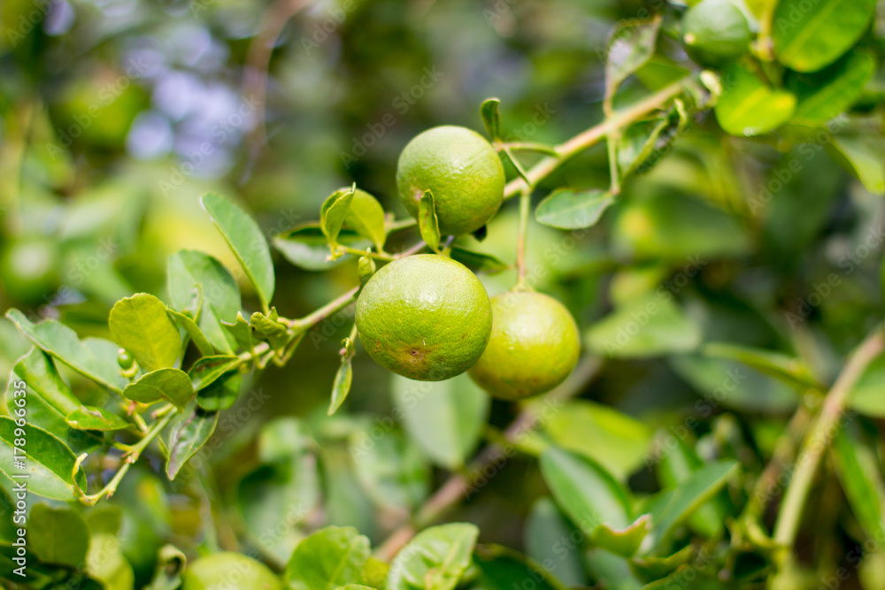 lime on the tree with blur background with copy space , lemon with the leaf on tree