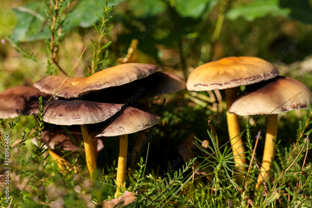 Group of a few wild mushrooms in the forest Group of a few wild mushrooms in the forest